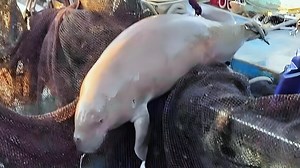 台湾省某海域惊现儒艮，已功能性灭绝的海中美人鱼为何突然现身？