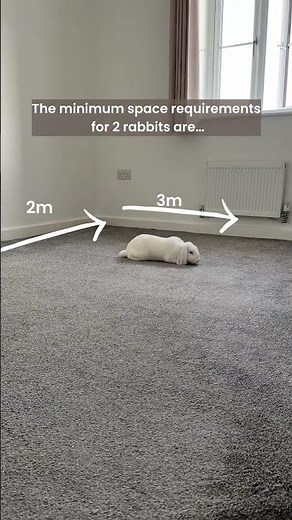 How to Set Up a Home for 2 Rabbits | Rabbit Home Set Up | Indoor Rabbit Home | Watch Bunny Binkies