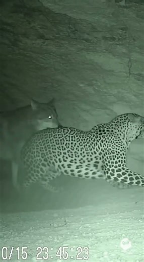 Pack of Wolves Attack a Female Leopard – Brutal Wildlife Clash Caught on Camera 😱🟠🐺