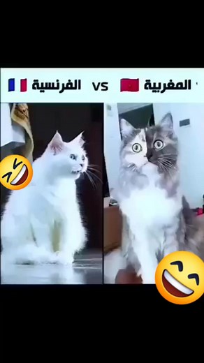 #فكاهة_مغربية #Morocco | فكاهة مغربية