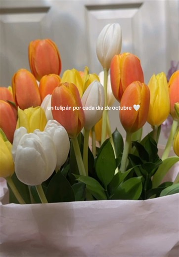 Un Tulipán por Cada Día de Octubre: El Detalle que se Hizo Canon 🐝
