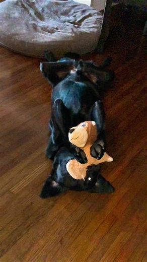 Black Lab Attack Mode: Fun Moments Captured