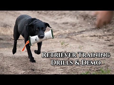 Retriever Training GunDog Drills and Demo