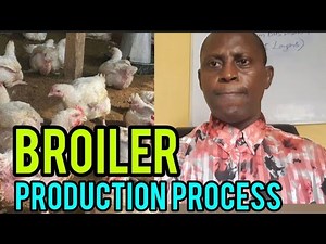 COMPLETE BROILER PRODUCTION PROCESS STEP BY STEP | FULL BEGINNER GUIDE