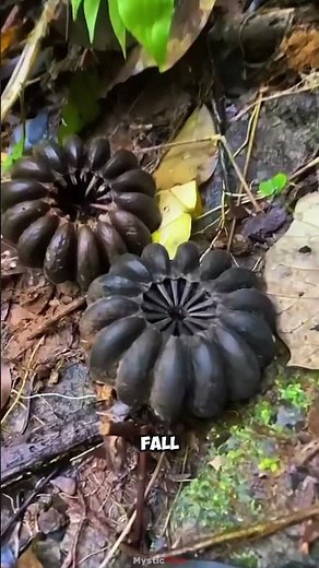 This Tree Can Literally Explode #shorts