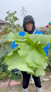 19K views · 1.1K reactions | I use cosmos as a natural pest control method in my garden. Their presence seems to disrupt pests, possibly by attracting beneficial insect predators. The exact 'how' is a bit of a mystery to me, but the effectiveness is undeniable.  | The Okra Lady LLC | Facebook