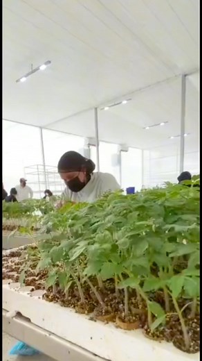 Así se hace un injerto en plantas de tomate #injerto #tomate #resistencia | El campo Plus