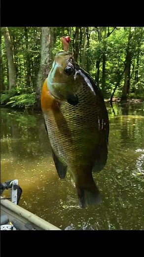 The perfect swamp fishing spot? #fishing #fishingvideos #panfish