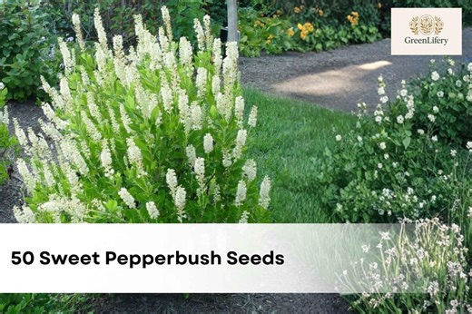50 Sweet Pepperbush Seeds | Clethra Alnifolia | Fragrant Blooming Shrub Seeds - Etsy