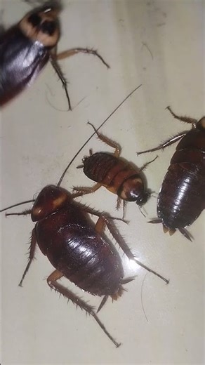 cockroach sound #cockroach #animals #cocktail