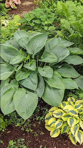 Shadowland® Giant 'Empress Wu' Hosta