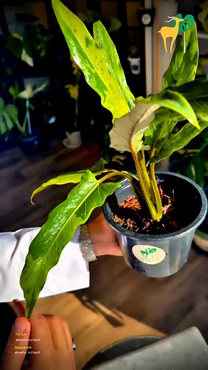 ALOCASIA LAUTERBACHIANA AUREA 💛🌿 ✨ أوراق استوائية بنقوش ذهبية تخطف الأنفاس ✨ نبتة Alocasia Lauterbachiana Aurea هي لوحة فنية حية، تمتاز بأوراقها الطويلة المشرشرة ذات الانحناءات الساحرة، تندمج فيها درجات الأخضر العميق مع اللمسات الصفراء المتوهجة في تناسق يُشبه الضوء حين يتسلّل بين أوراق الغابة 💚💛 ملمس أوراقها اللامع ونقوش الفاريغيشين النادرة يمنحانها حضورًا ملكيًا لا يُقاوم، مما يجعلها خيارًا مثاليًا لكل من يبحث عن قطعة تجمع بين الفخامة والندرة في عالم النباتات الاستوائية ✨🍃 📍 متوفرة حصريًا
