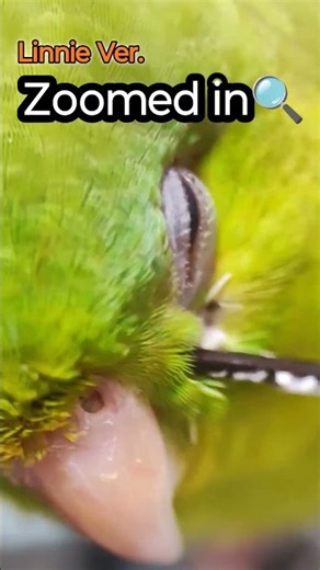Extreme Close-up: Lineolated Parakeet Feathers up Close! 🔍
