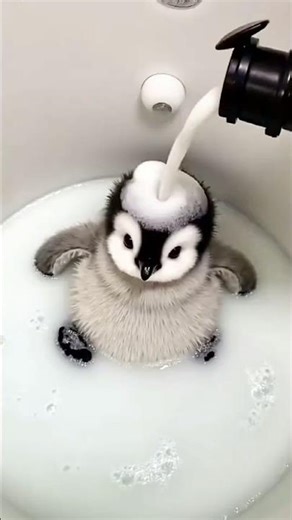 Baby Penguin's Cutest Moments ❤️🐧 #shorts