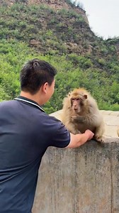 #猴友 #猴小匡 you fooled me, I fooled you, did you laugh today? #中国猴山猴王争霸 #funnyvideos #monkey #wildlife #monkeyfriend | Pohor Dvrma