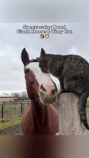 A rare look at a horse with 0.5% battery. 🔋#shorts #funnyhorse #horsememes #2026 #derp