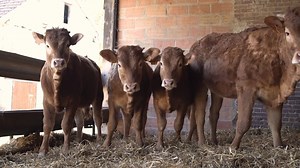 319K views · 482 reactions | Un producteur nous révèle tous les secrets d’une figure incontournable du terroir français : la vache limousine.  | Femme Actuelle | Facebook