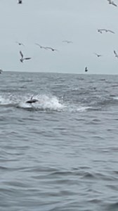 Watch this heart-pounding 18-second clip of pure chaos off Ensenada, Baja California in November! Voracious bluefin tuna absolutely explode on huge schools of baitfish, forcing anchovies to the surface and drawing flocks of birds into a total feeding frenzy. Smaller bluefin dart around like torpedoes, but the real showstopper? One massive bluefin tuna launches completely out of the water and goes fully airborne! 😱 Pure adrenaline rush for any angler—nothing beats being on the water when the blu