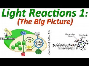 Photosynthesis, the Light Reactions, Part 1: the Big Picture