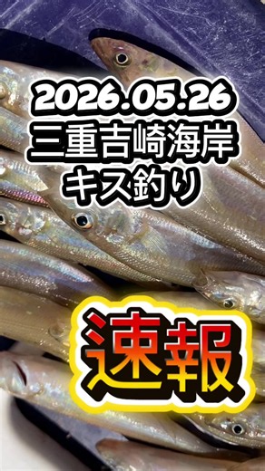2026年三重県の吉崎海岸でキス釣り🔥 ここのポイントは浅瀬に形成された駆け上がり。 北から南に向かう潮に沿って回遊しているので、オモリの抵抗が大きい場所を見極めれば数が伸びていきます👍 今回はちょい投げメインに3時間やって釣果は20匹とまずまず🎣 最小サイズは6cmとピンギスメインなので、エサは小さくカットするのがおすすめ🙆‍♂️ 次回は磯津漁港でキス釣りの予定です🐟 #キス釣り♯ちょい投げ♯遠投#三重県#吉崎海岸
