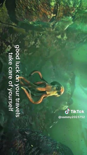 Part 8: The adventures of Sammy the Turtle 🐢🐢🐢 #sammy #animated #movie #cartoon #fpy #foryou #8