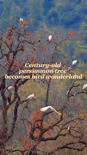9.8K views · 148 reactions | In China's Hanzhong, a century-old persimmon tree is bursting with red fruit. Crested ibises, red-billed blue magpies, and thrushes gather here, creating a magical, lively scene. #China #birds #persimmon | China Xinhua News | Facebook