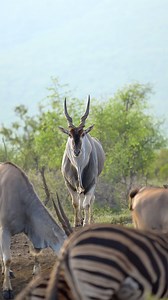 2.9K views · 158 reactions | An antelope amongst all antelope 歷 As...