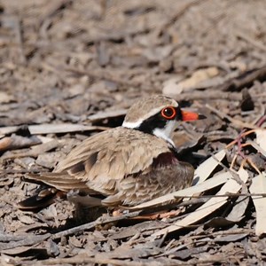 20K views · 2.9K reactions | Black-fronted dotterel bird Protect her eggs in the nest very well. | Review All Birds | Facebook