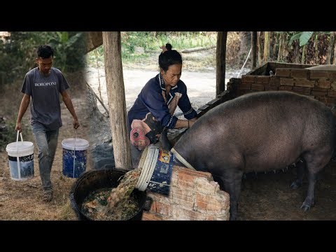 Natural Pig Farming: Using Food Waste to Cook Porridge for Healthy Fast-Growing Pigs | Pig Farm