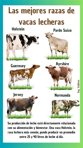 344K views · 4.2K reactions | Las mejores razas de vacas lecheras para tu finca  | Interés Agronómico | Facebook