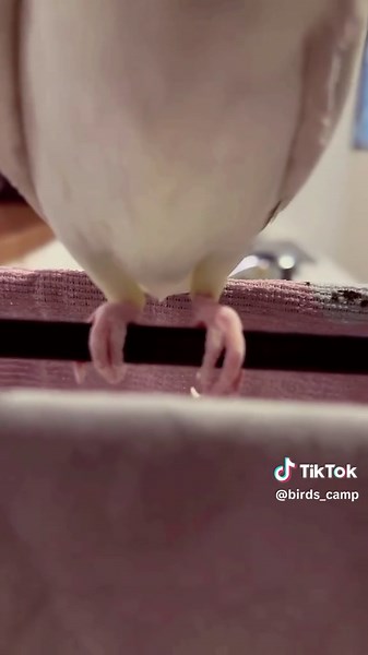 Cockatiel Bird Care Tips and Fun Facts