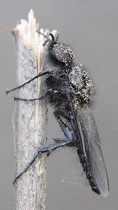 80K views · 828 reactions | The Hawthorn Fly cleans itself of a layer of sand in the morning: #naturephotography #macrophotography #entomology #insects | MacroLab3D | Facebook