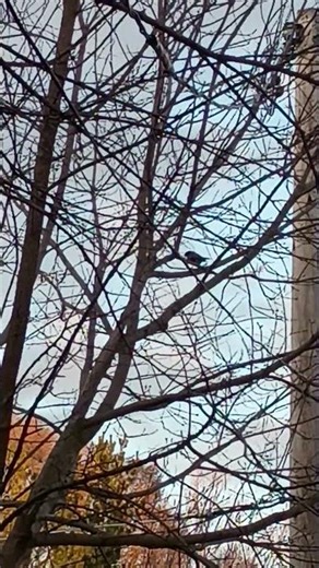 Bird Does Weird Move #nature #life #funny