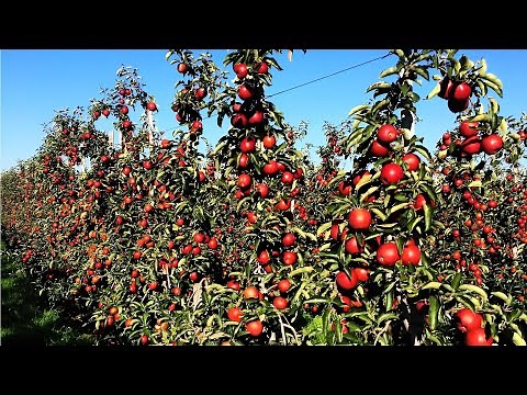 How to grow and harvest thousands of tons of apples each year in NEW ZEALAND