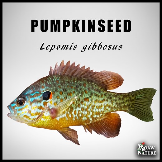 Pumpkinseed (Lepomis gibbosus) — Koaw Nature