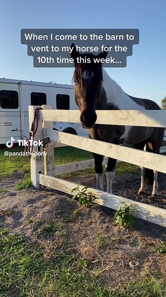 He didn’t realize I bought him to be an emotional support animal 😂 #horselife #horsegirls #venting #emotionalsupportanimal