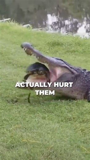 Why Do Turtles Have Barnacles On Them?