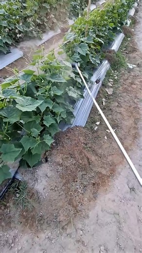 #462 | Cucumber | Cucumis sativus | Cucurbit | Cucurbitaceae | Concombre | Pepino | Kyuri | Timun