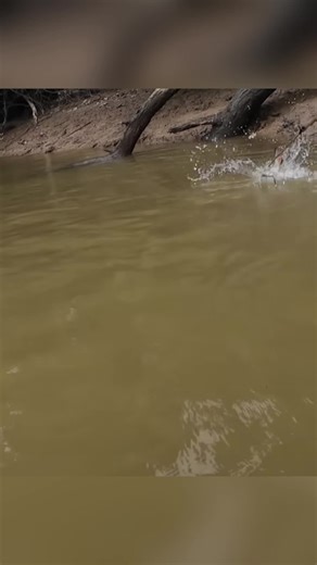 #mamcing #sptomancingk2 #fisinglife #fishing