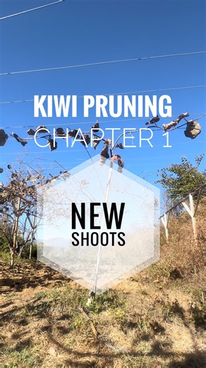 Sati Farms on Instagram: "Kiwi pruning : chapter 1 : New branches. I will be Sharing tips on how to prune kiwi vines in winter. So stay connected for updates and next chapters. #kiwi #kiwipruning #pruning #WinterPruning #kiwivines #farming #orchard #himachalpradesh #fypchallenge #explore MïñAxÿ ThaKur Alpine Sauhta Suraj"