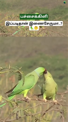 பச்சைக்கிளி இப்படிதான் இணைசேருமா..? Rose-ringed parakeet mating facts _ Tamil _ BioWorld