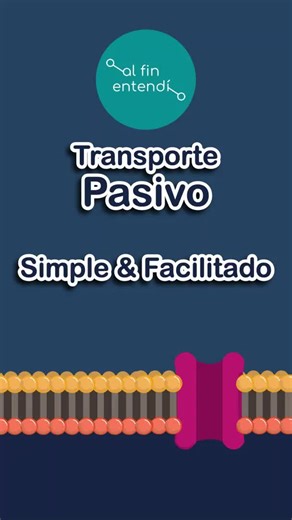 Disfusión simple VS facilitada & Gradiente de concentración #alfinentendi#biologiacelular#examen#universidad