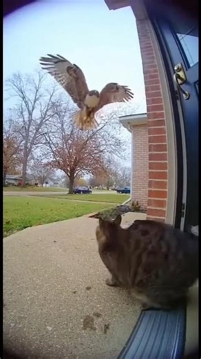 Hawk Attacks at Full Speed… Cat Fights Back! 🦅🐱⚡ #shorts