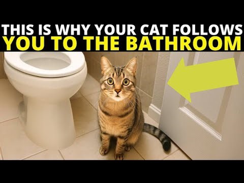 5 Reasons Why Your Cat Loves Following You Into the Bathroom