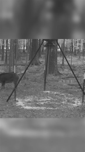 88K views · 625 reactions | Tracking the behavior of feral hogs while conditioning them to the trap site. #hogcontrol #feralhogs | Jager Pro Hog Control Systems | Facebook