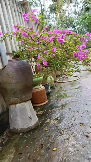 18 reactions · 5 comments | Thời tiết Lạnh lạnh pha ấm chè uống rồi đi ngắm hoa nào. Nhà e vẫn có chè ngon bán cho khách với giá người nhà nhé. | Linh Ly | Facebook