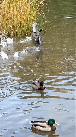 Mischievous Coot Chasing another Coot! 🐾🤣 #cootsadventures #shorts