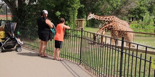 Roosevelt Park Zoo welcomes new baby giraffe