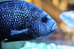 Difference Between A Female & Male Jack Dempsey - Cuteness