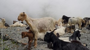 Mountain Goats & Sheep Herding Amid Misty Himalayan Mountains in Himachal Pradesh, India